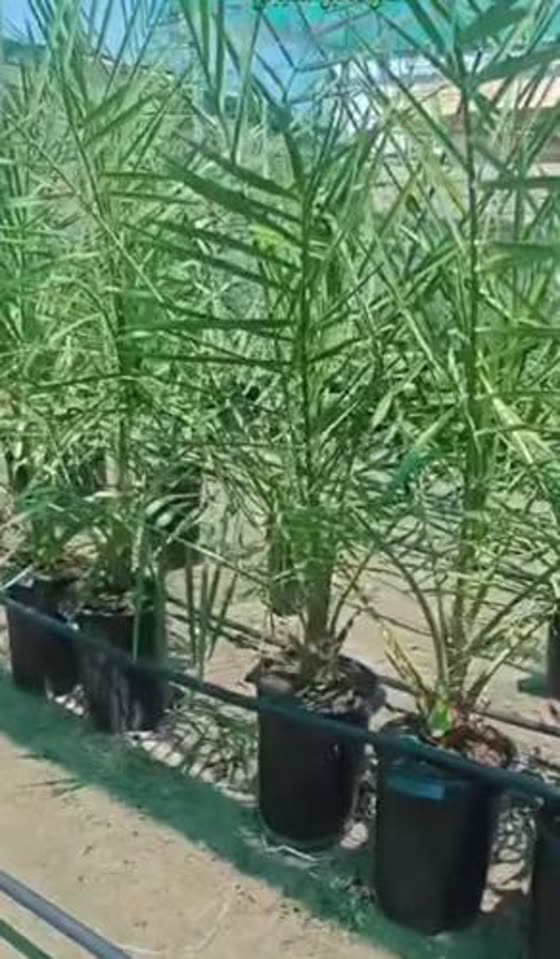 شتلات تنمو في البيت المحمي